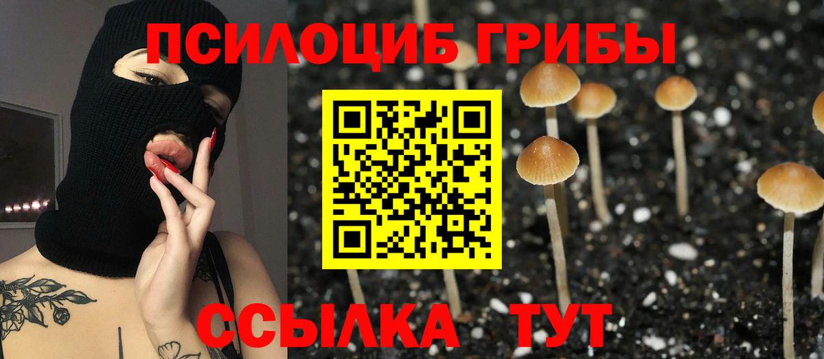 Серпухов  Псилоцибиновые грибы Psilocybine cubensis  Вход с VPN 